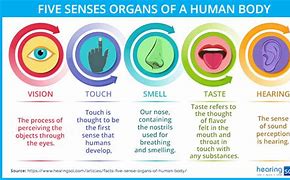 Image result for Senses and Sense Organs