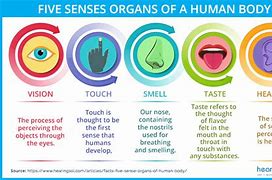 Image result for 5 Senses of Body