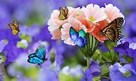 Image result for Wallpaper Flowers Amazon Fire Tablet