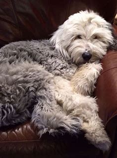 140+ Best Old English Sheepdog Names - The Paws