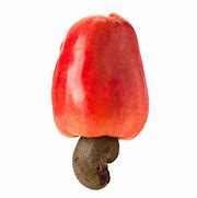 Image result for Nut Fruit