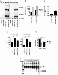 Image result for Human Embryonic Kidney