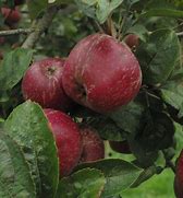 Image result for Black Apple Varieties
