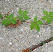 Image result for Poison Vines with 5 Leaves