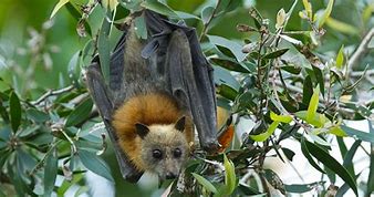Image result for Angry Flying Foxes