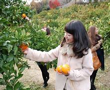 Image result for Fuji Fruit Picking