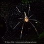 Image result for Biggest Banana Spider in the World