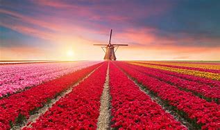 Image result for Netherlands Flowers along Roads