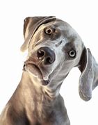 Image result for Funny Confused Animal Face