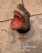 Image result for Funny Shark Sayings