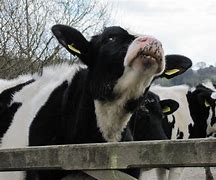 Image result for Crazy Funny Cows