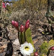 Image result for Arizona Cactus Identification