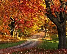 Image result for Canadian Red Maple Tree