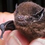 Image result for NZ Bat Species