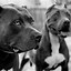 Image result for Blue Pitbull Puppies Wallpaper