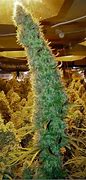 Image result for Biggest Marijuana Bud Ever