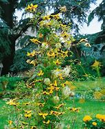 Image result for Clematis Golden Tiara