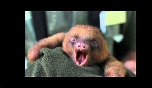 Image result for Sad Sloth