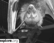 Image result for Fruit Bat Tree
