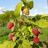 Image result for Rubus idaeus GROOVY