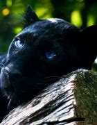 Image result for Panther Blue Eyes