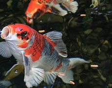 Image result for Koi Fish in Water