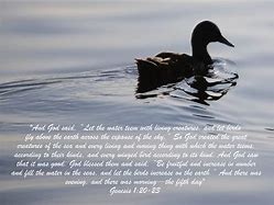 Image result for Genesis 1:20-23