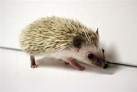 Image result for What Is the Difference Between Hedgehog and Porcupine