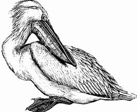 Image result for Pelican Images. Free