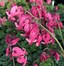 Image result for Dicentra King of Hearts