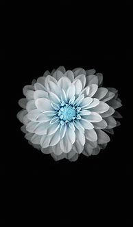 Image result for Apple iPhone Wallpaper Blue Flower