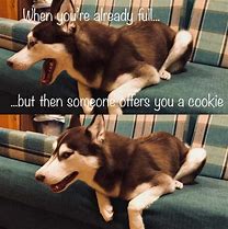 Image result for Derpy Husky Meme