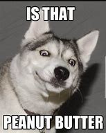 Image result for Laughing Husky Meme