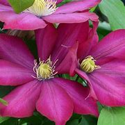 Image result for Clematis Bourbon