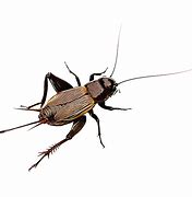 Image result for Cartoon Cricket Insect No Background