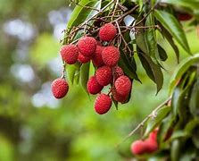 Image result for Different Kinds of Fruit Trees