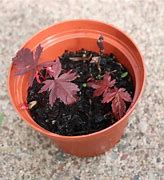 Image result for Japanese Maple Tree Seeds