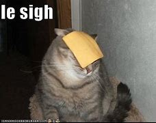 Image result for Sigh Cat Meme