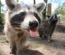 Image result for Friday Raccoon Meme