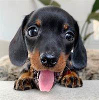 Image result for dachshund
