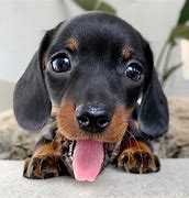 Image result for Cute Dogs Dachshund