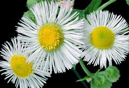 Image result for Popsockets Daisy