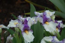 Image result for Iris Flower co-Lord