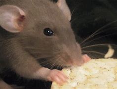 Image result for Cute Baby Rats