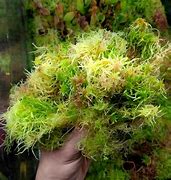 Image result for Sphagnum Mosses
