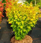 Image result for Berberis thunbergii Summer Sunset