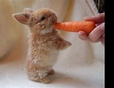 Image result for Bunny with Carrot
