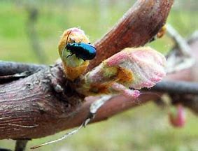 Image result for "grape-flea-beetle"
