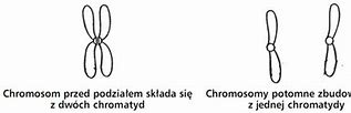 Image result for chromosom_homologiczny