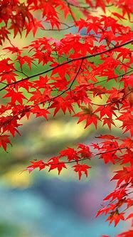 Image result for Nature Phone Backgrounds